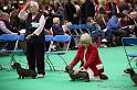 Crufts2011_2 1419